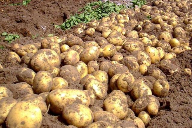 土豆对肥料需求与需肥规律（种土豆施肥技术要点）