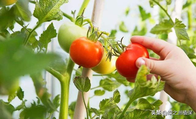 夏季如何种植番茄才能达到高产（番茄越夏高产栽培技术）