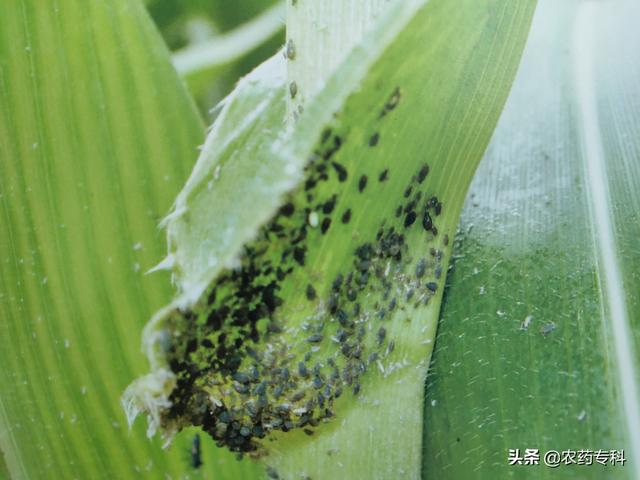 玉米杆生了蚜虫怎么处理（玉米地蚜虫危害特点及打药配方）