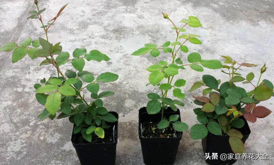 网购月季花苗如何缓苗 新买月季小苗移栽后要多久能缓过来 植物说