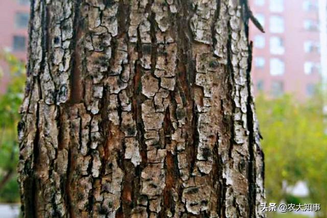 果树树杆裂缝是什么原因（果树树干的树皮开裂怎么处理）