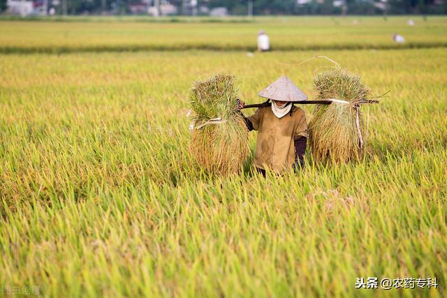 为什么小麦亩产少还比大米便宜（稻谷产量高还是小麦产量高）