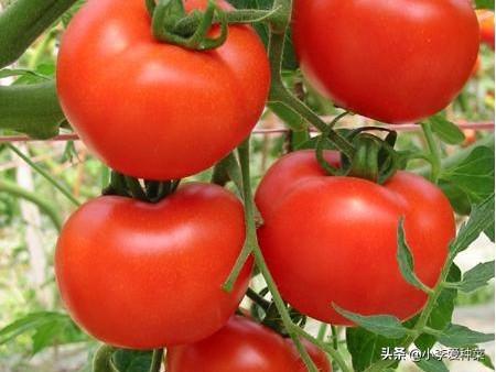 为什么自家种的番茄很酸（自己种的番茄太酸是怎么回事）