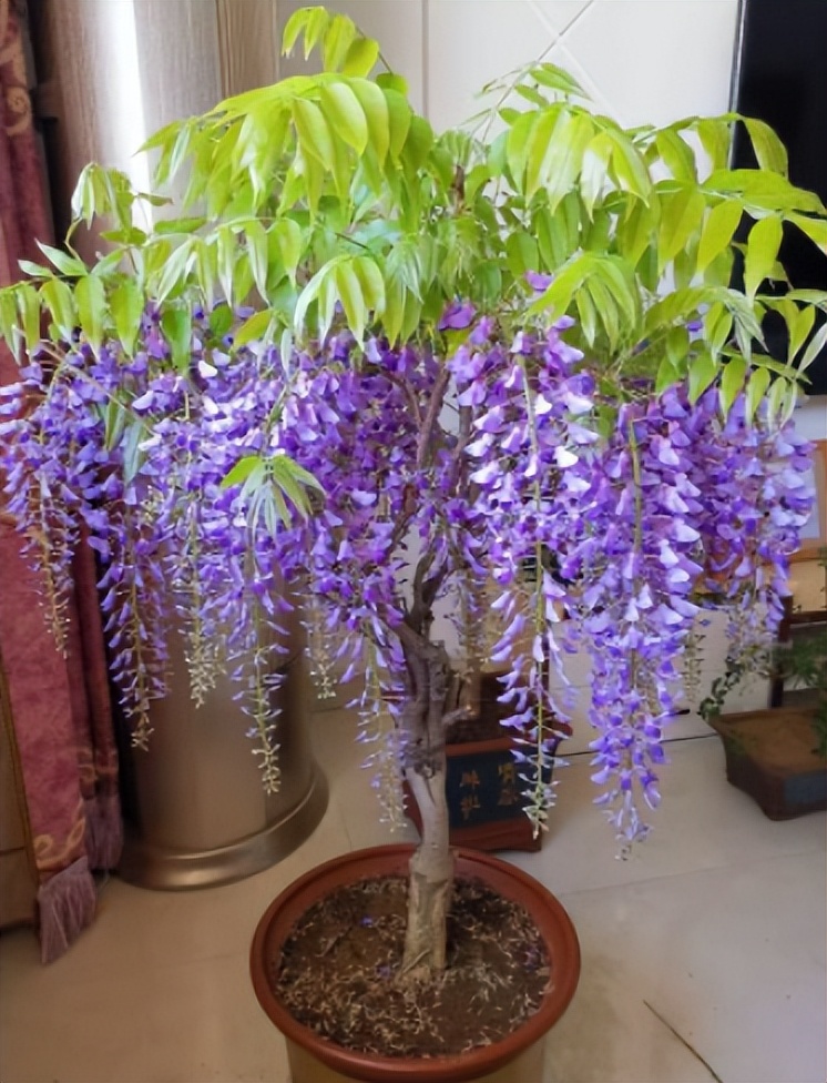 紫藤花养在室内怎么养殖开花多（如何养出漂亮的紫藤花）