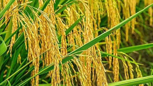 水稻怎样才能减少空秕谷（水稻怎么加速灌浆减少空壳率）