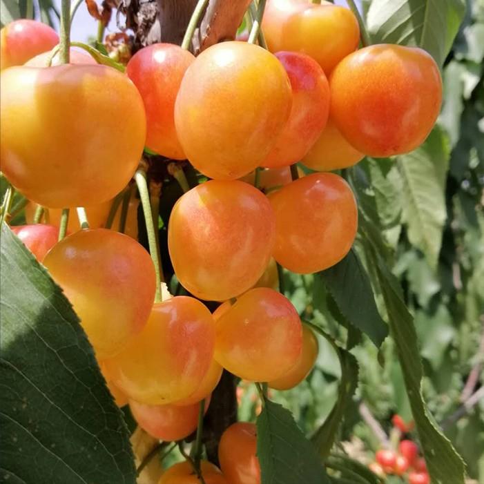 黄色大樱桃有哪些品种2022年优良黄色大樱桃品种
