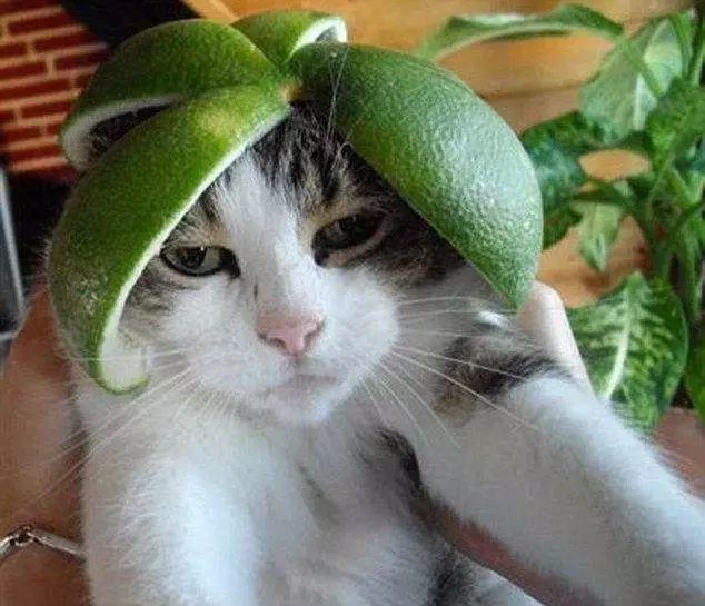 猫可以吃柚子吗（猫咪吃柚子皮会呕吐吗）
