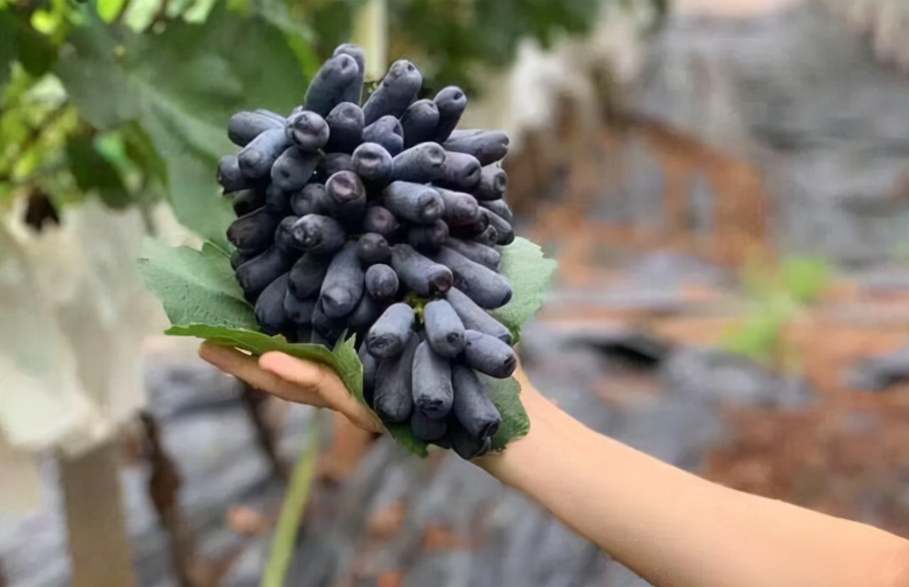 藍寶石葡萄優缺點(藍寶石葡萄耐寒,產量,好吃口感介紹)-植物說