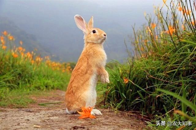 兔子吃什么草长得快又胖（吃草长得快还是吃饲料长得快）