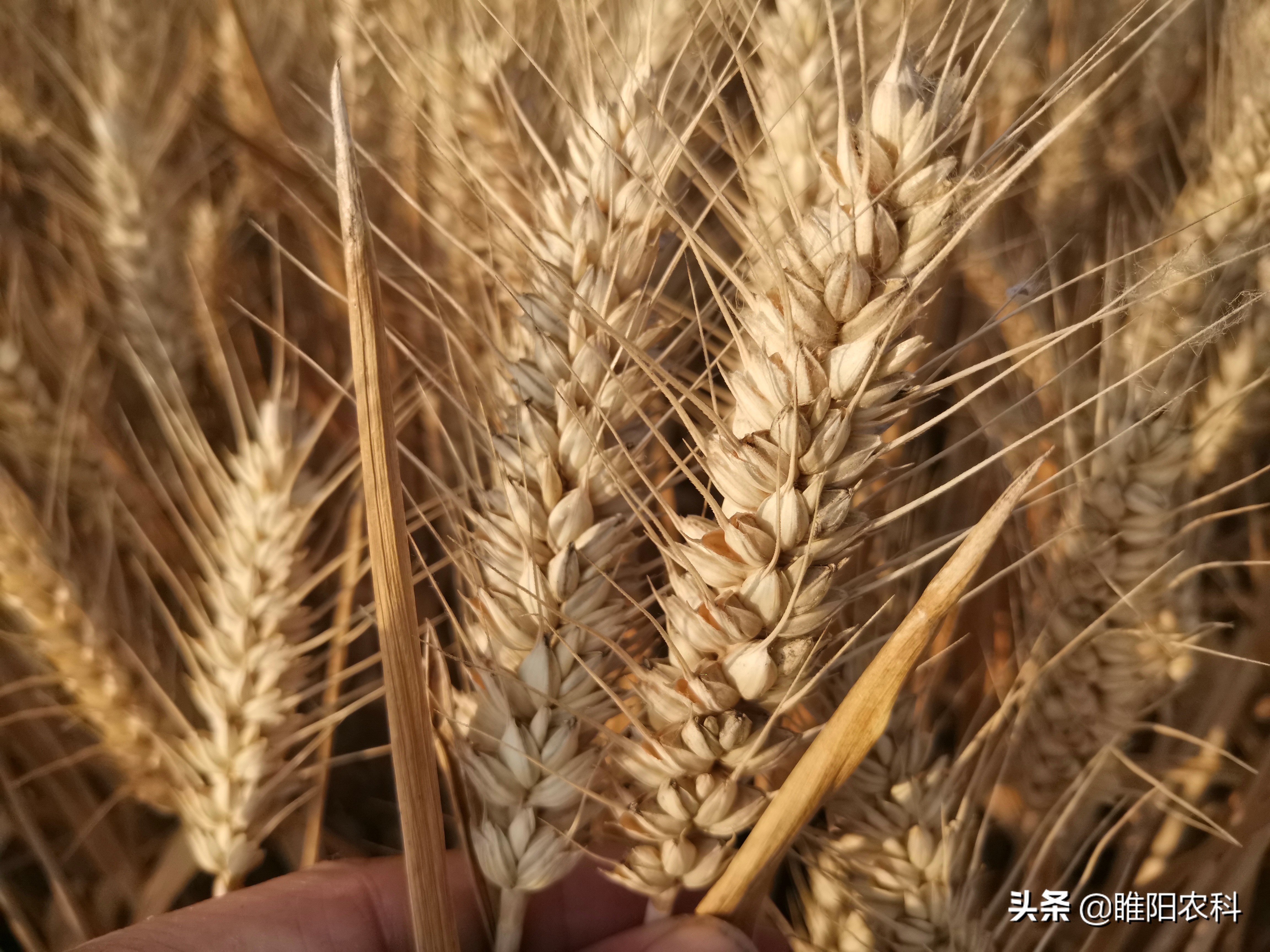 百农207小麦品种简介（百农207审定公告及每亩产量）