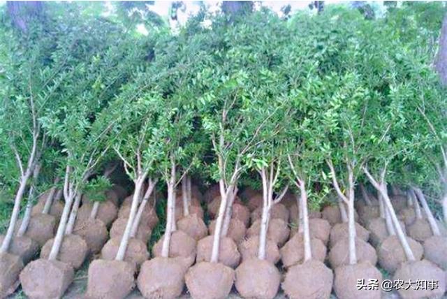 怎样栽种才能提高苗木成活率（保证苗木成活率主要措施）