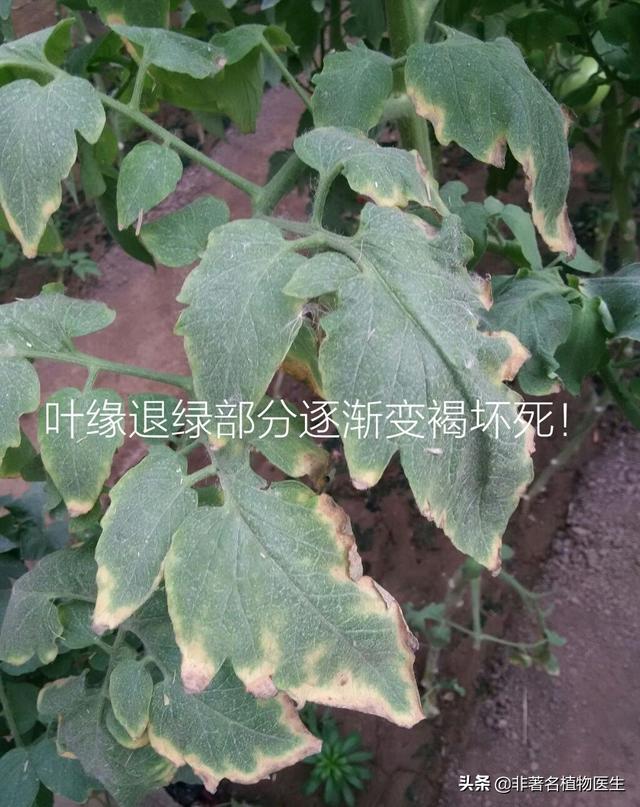 大棚番茄枯萎病如何防治种植的番茄苗枯萎应该怎么办