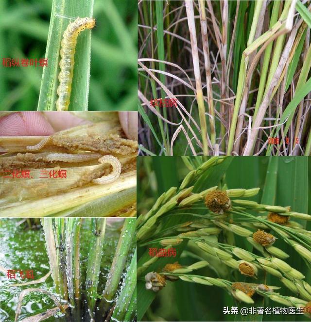 水稻种植病害和虫害防治（水稻出现病虫害情况后应如何处理）