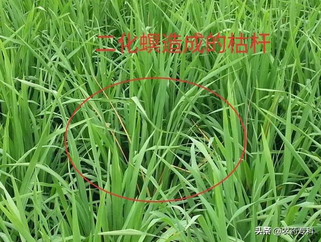 水稻二化螟虫害用什么方法防治效果比较好？