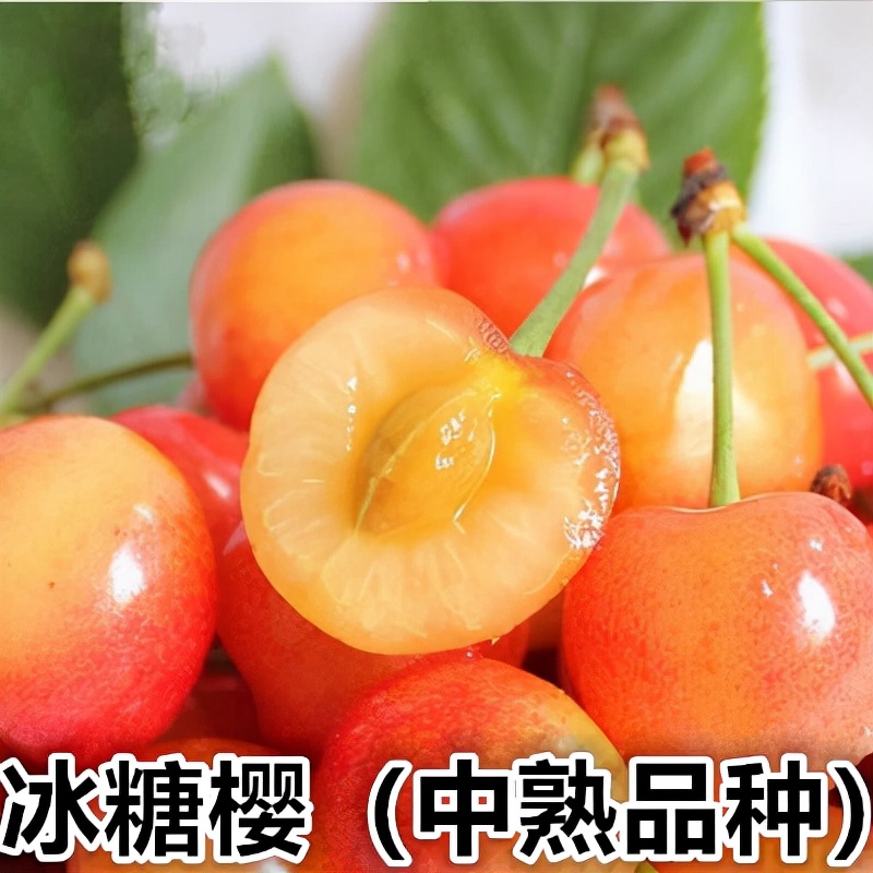 目前老品种的黄果大樱桃品质有黄蜜,雷尼,美国大红,佳红等,但都是美中