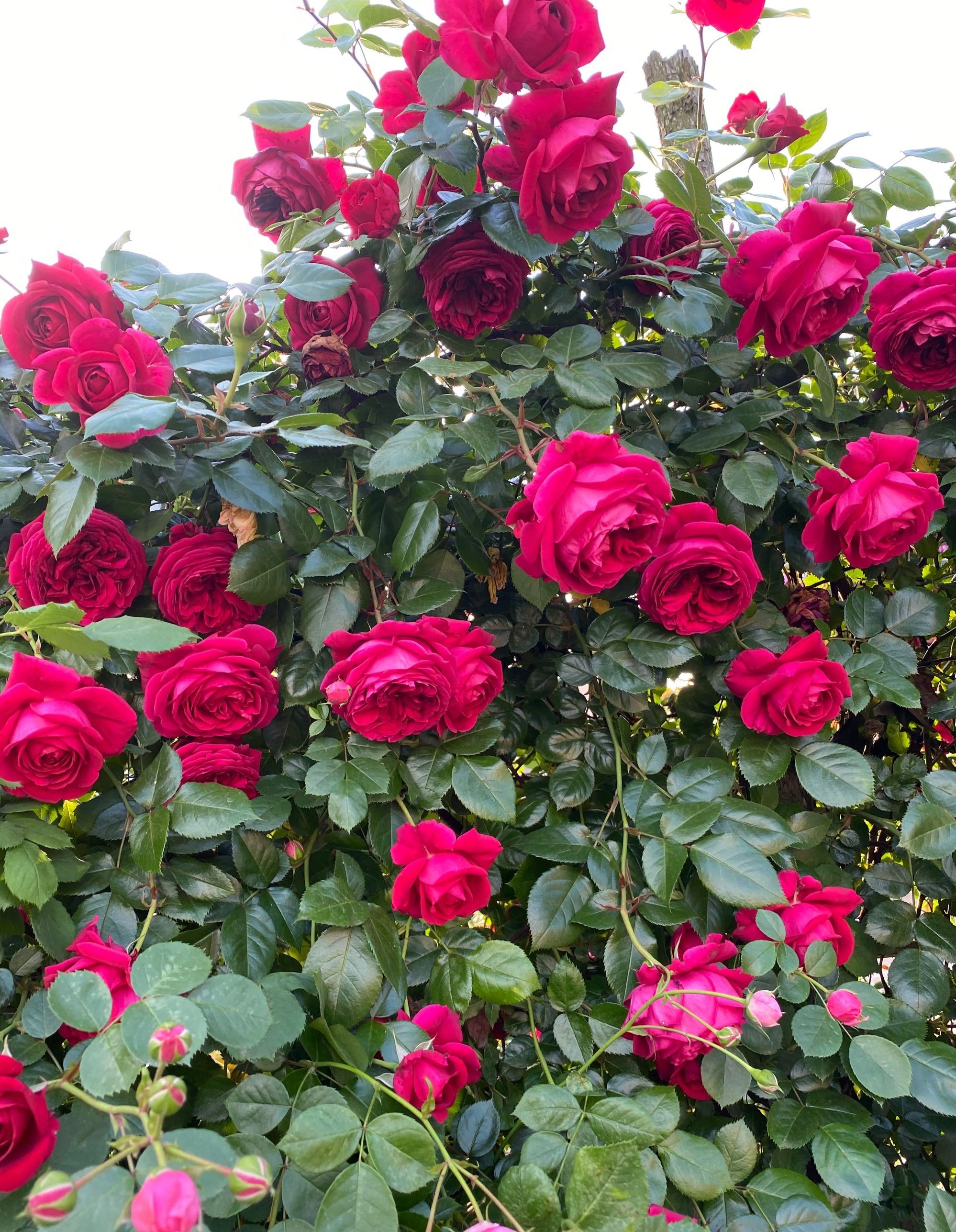 红新娘玫瑰月季优缺点图片