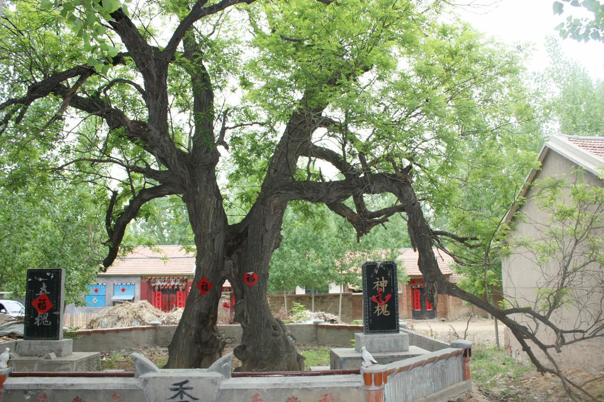 坟墓后面种什么树最吉利(推荐坟地栽什么树风水好-植物说