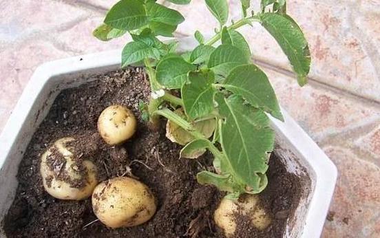 发芽的土豆怎么种植出盆栽（家里盆栽土豆的栽培方法）