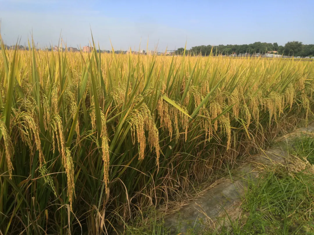响稻12水稻品种简介图片