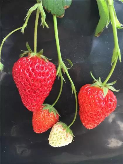 27草莓品种和图片图片