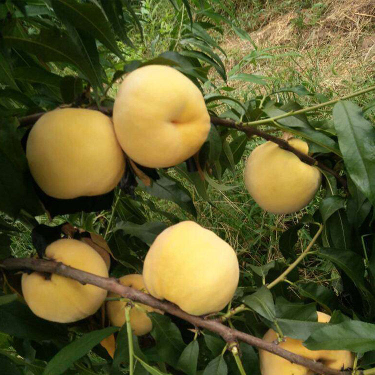 黄金蜜4号桃品种介绍（什么时候成熟，适合种植地区）