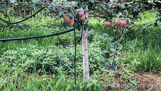 苹果树如何浇水方式好（苹果树灌溉用什么方法好）