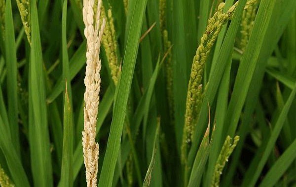 水稻二化螟的防治方法有哪些（水稻二化螟危害及防治药剂）