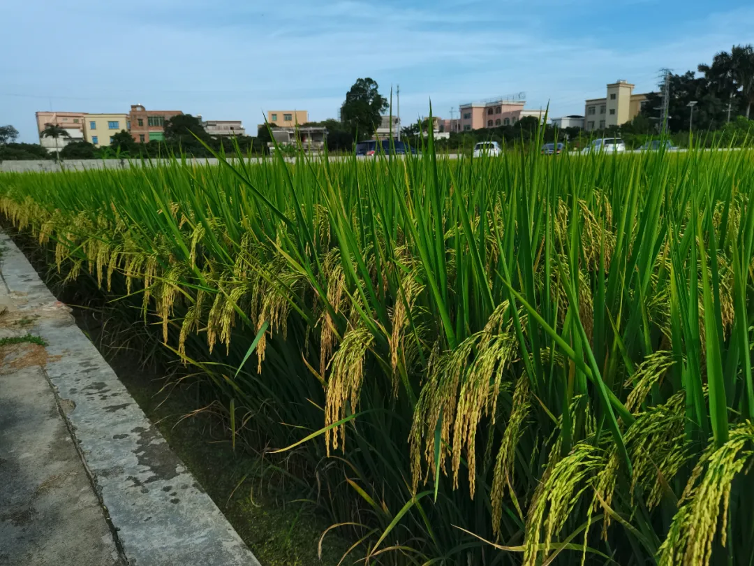 国家一级香稻品种（全国国标一级优质水稻品种排行榜）