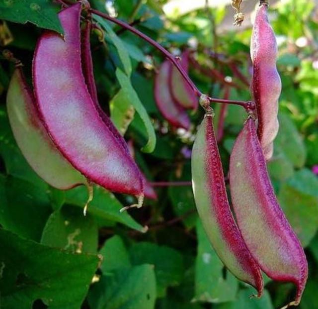 扁豆种植技术和最佳播种时间（扁豆高产的栽培与管理方法）