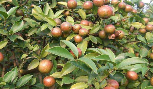 油茶树的种植方法和管理技术（油茶树适合什么土壤种植）