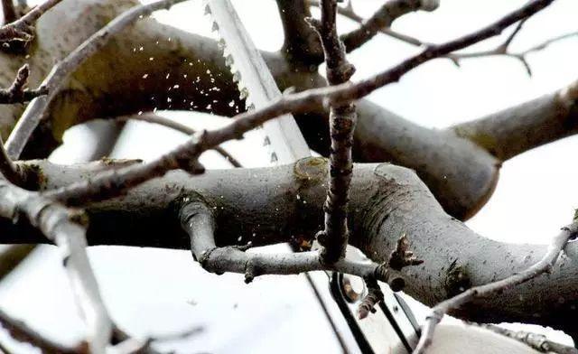冬季栽果树管理技术与注意事项（冬季果园管理要点）