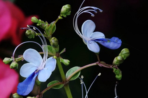 蓝蝴蝶一年开几次花 花期月份与时间