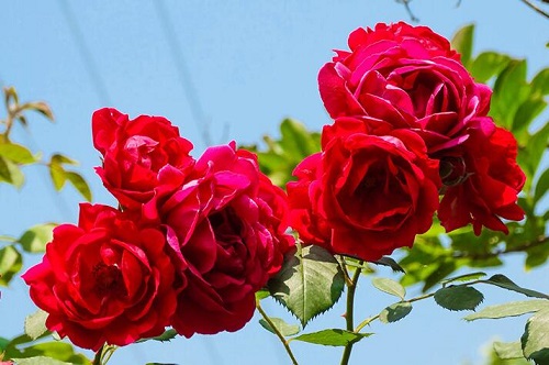 红木香一年开几次花 花期月份与时间