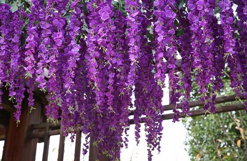紫藤花一年开几次花 花期月份与时间