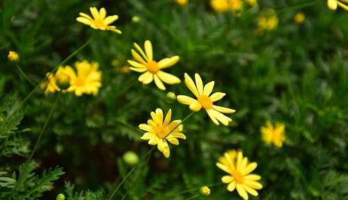 黄金菊一年开几次花 花期月份与时间