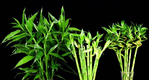 富贵竹可以净化空气吗 有吸甲醛的作用吗
