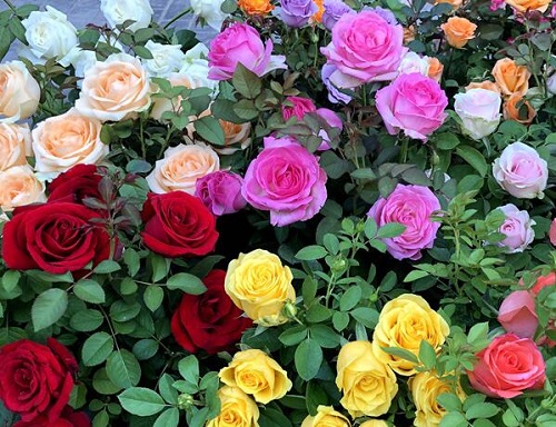 玫瑰花可以净化空气吗 有吸甲醛的作用吗