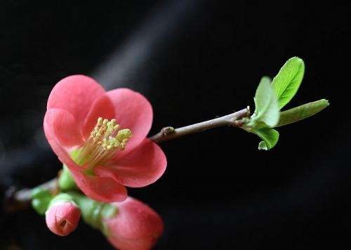 海棠花可以净化空气吗 有吸甲醛的作用吗
