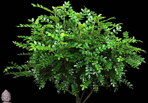 胡椒木可以净化空气吗 有吸甲醛的作用吗