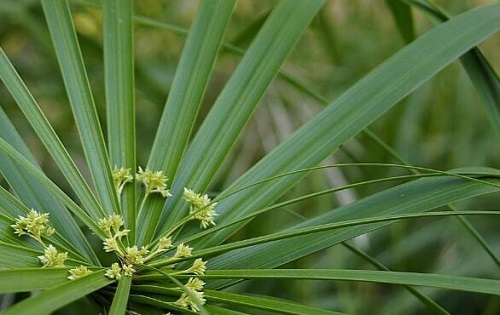 水竹可以净化空气吗 有吸甲醛的作用吗