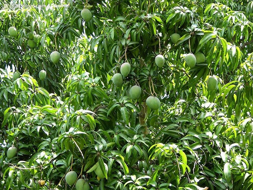 芒果树可以净化空气吗 有吸甲醛的作用吗