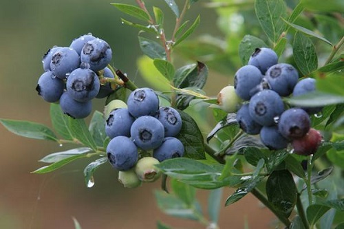 蓝莓几月开花结果 什么时候开花结果