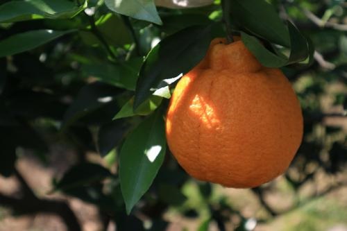 丑橘几月开花结果 什么时候开花结果