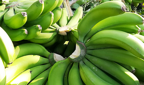 香蕉几月开花结果 什么时候开花结果