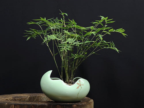 盆栽竹子怎么养才能更旺盛