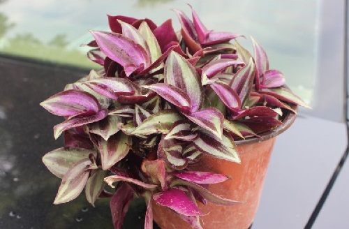 紫叶吊兰怎么养才能更旺盛