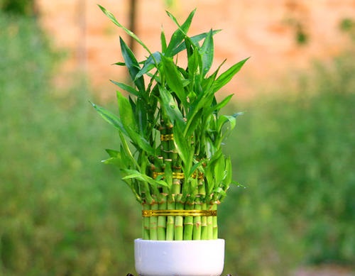 水培竹子怎么养才能更旺盛