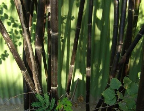 紫竹怎么养才能更旺盛