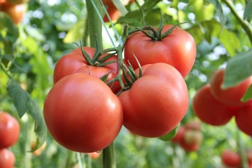 番茄生长温度是多少 适宜生长气温