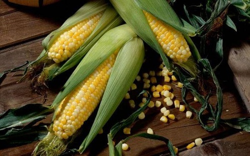 玉米生长温度是多少 适宜生长气温